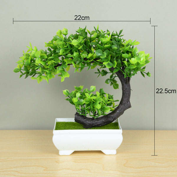 Potted Bonsai