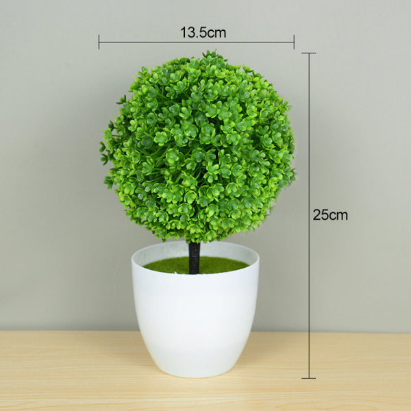 Potted Bonsai