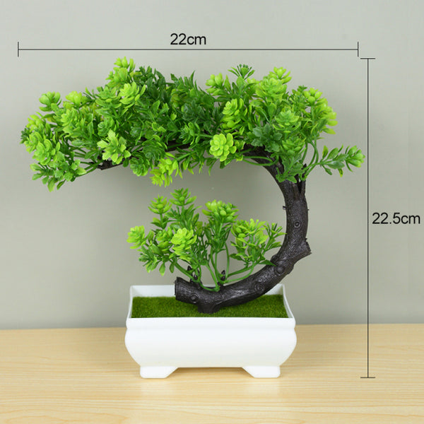 Potted Bonsai