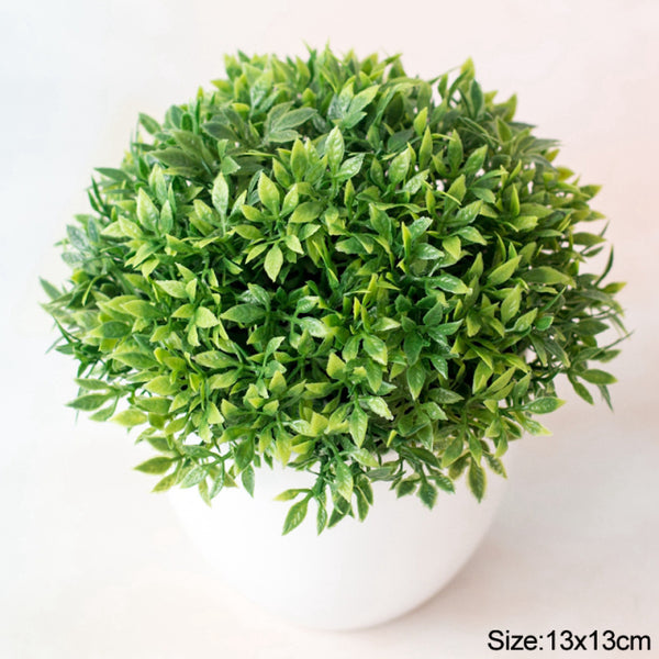 Potted Bonsai