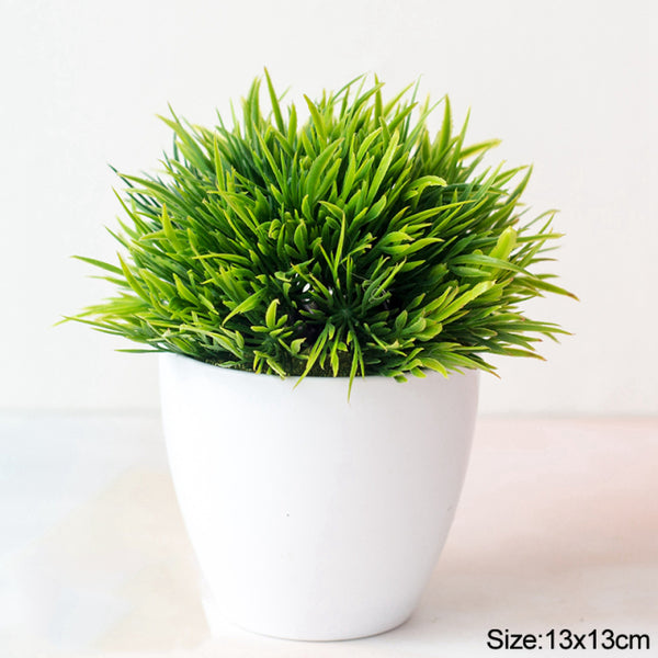 Potted Bonsai